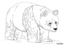 Бесплатная раскраска Реалистичная панда распечатать на А4 и скачать - Медведи