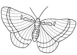Бесплатная раскраска Риодинида - Бабочки