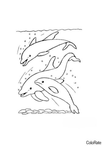 Дельфины распечатать раскраску - Семья дельфинов