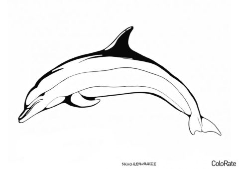 Серьезный дельфин распечатать раскраску - Дельфины