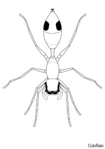 Темноногий паук-муравей (Пауки) разукрашка для печати на А4