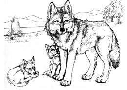 Волчья семья (Волки) бесплатная раскраска на печать