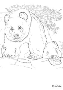Раскраска Взрослая панда распечатать на А4 - Медведи