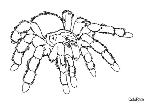 Южнорусский тарантул - Пауки распечатать раскраску на А4